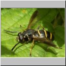 Temnostoma bombylans - Hummel-Moderholzschwebfliege m01.jpg